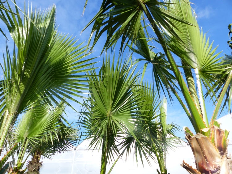 Fächerpalmen mit grünen Blättern vor einem hellen, blauen Himmel.