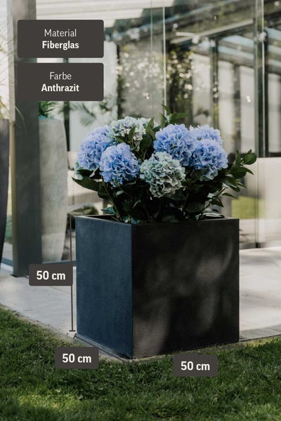 Quadratischer Pflanzkübel aus Fiberglas in Anthrazit mit blauen Hortensien auf einer hellen Terrasse, Maße 50 mal 50 mal 50 Zentimeter.