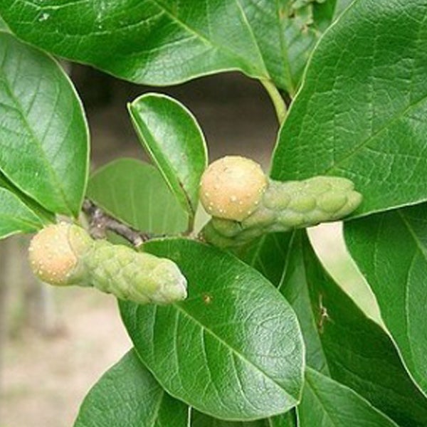 Magnolienbaum mit Blättern und Fruchtständen
