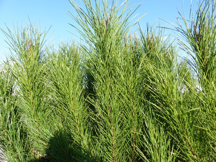 Pinus Pinea Mittelmeerkiefer 180 cm Pinie Kiefer Stamm Premium XL Stamm, winterhart