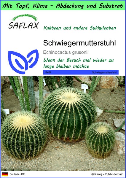 SAFLAX Garden to go - Schwiegermutterstuhl - Echinocactus grusonii - 40 Samen - Mit Topf, Klima - Deckel und Anzuchtsubstrat