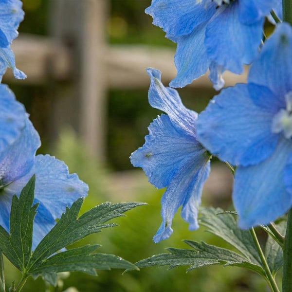 Nahaufnahme eines blauen Rittersporns Delphinium mit grünen Blättern