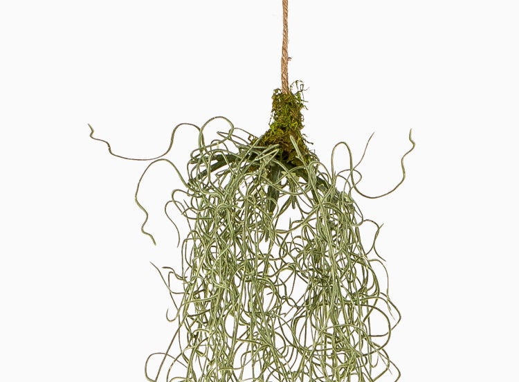 Künstliche Tillandsia Hängepflanze mit hellgrünen, feinen Trieben und einem moosbewachsenen Ansatz an einer dünnen Schnur.