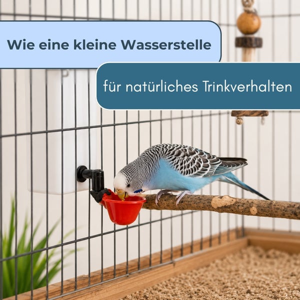 Wellensittich auf einer Holzstange trinkt aus einer automatischen Vogeltränke in einem hellen Vogelkäfig.