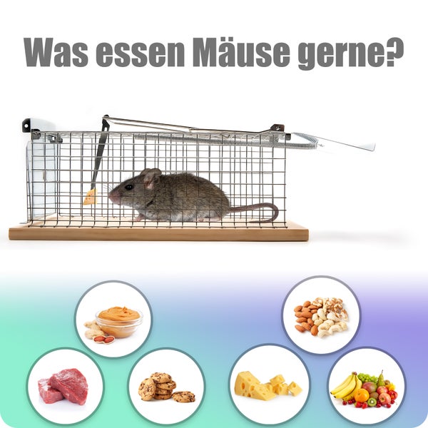 Eine Maus in einer Mausefalle zusammen mit Illustrationen von verschiedenen Lebensmitteln, die Mäuse mögen.