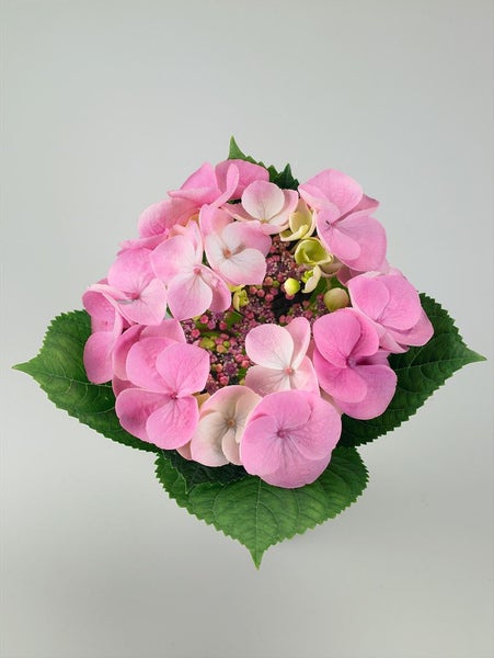 Hydrangea macrophylla 'Cotton Candy', rosa, 30–40 cm