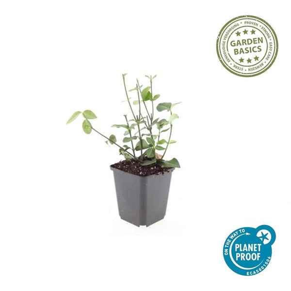 Grüne Pflanze in einem quadratischen dunklen Kunststofftopf mit dem Garden Basics Siegel für einfache Pflege und dem Planet Proof Logo.