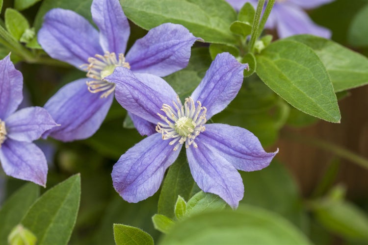 Clematis integrifolia 'Arabella', Stauden-Waldrebe, blauviolett, 40–60 cm