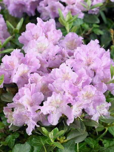 Rhododendron saluenense 'Lavendula', Lavendelblüten, 20–25 cm