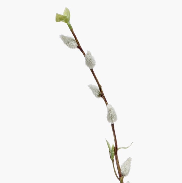 Weidenzweige mit weichen Palmkätzchen für die Frühlingsdekoration.