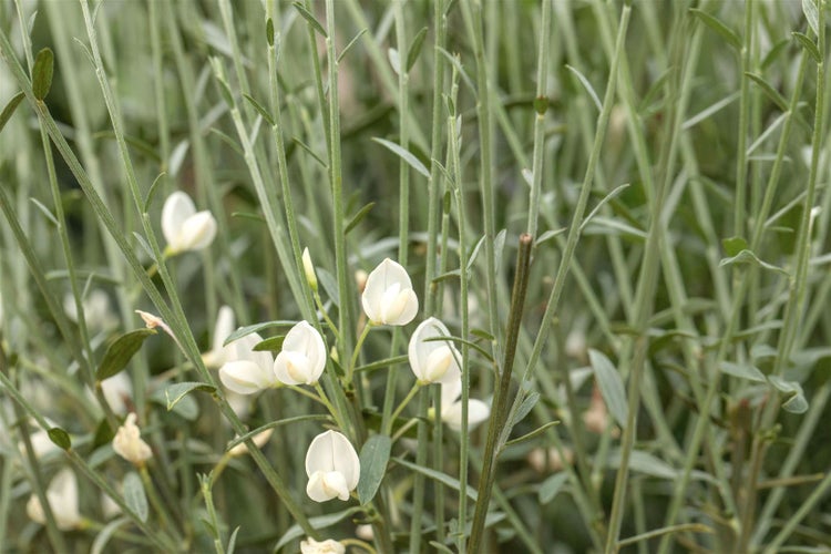 Cytisus praecox 'White Lion', Besenginster, weiß, 30–40 cm