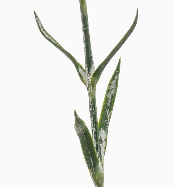 Künstliche Ficus Benjamini Pflanze mit dichtem grünem Laub und naturgetreuen braunen Stämmen.