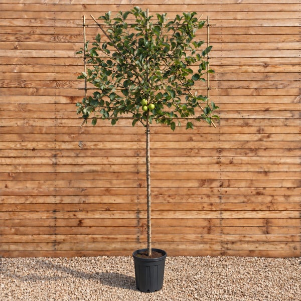 Apfelbaum als Formgehölz in Spalierform mit quadratischem Bambusgestell in einem Kunststofftopf vor einer Holzwand.