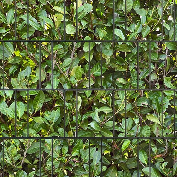 Doppelstabmattenzaun mit Heckenbepflanzung