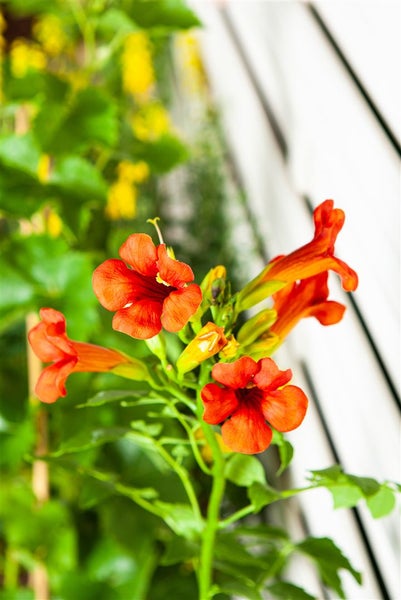 Campsis tagliabuana 'Madame Galen', Trompetenblume, orange-rot, 60–100 cm