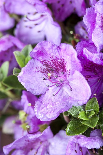 Rhododendron keleticum, Zwerg-Rhododendron, lila Blüten, 15–20 cm