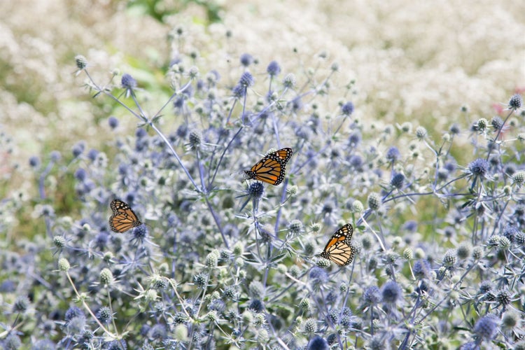 Drei Monarchfalter auf Blauen Disteln im Garten