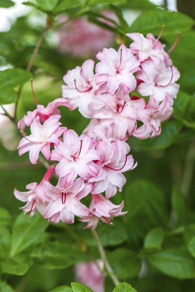 Rhododendron viscosum, Sumpf-Rhododendron, weiß, 50–60 cm