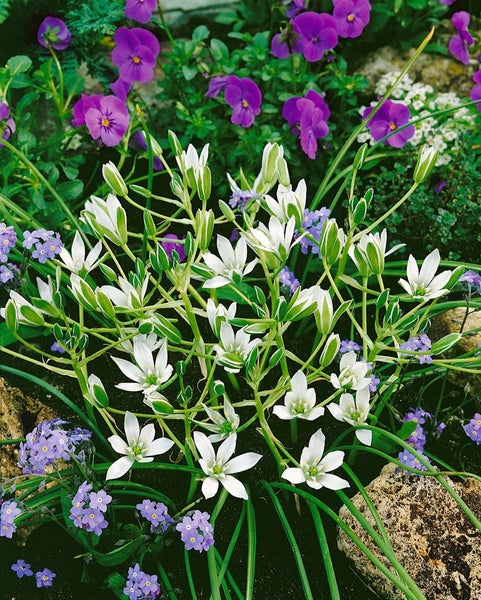 Ornithogalum umbellatum, Dolden-Milchstern, weiß, ca. 9x9 cm Topf