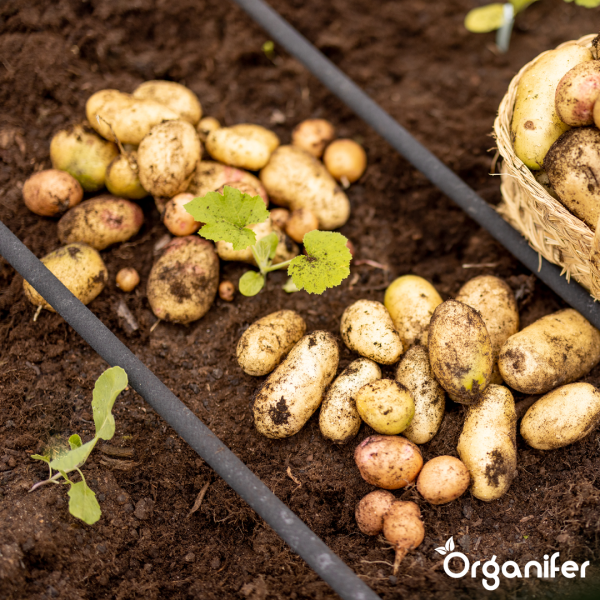 Ammoniumsulfatdünger (240 kg - 4800 m2) - Verbesserter Ernteertrag und Bodensäuregehalt - Organifer