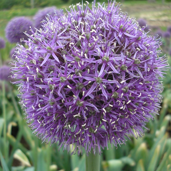 Nahaufnahme einer lila Zierlauchblüte im Garten