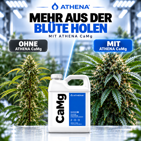 Athena CaMg Pflanzendünger in einer Flasche mit Vorher Nachher Vergleich von Hanfpflanzen