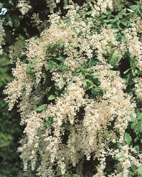 Holodiscus discolor, cremeweiße Blüten, 60–100 cm