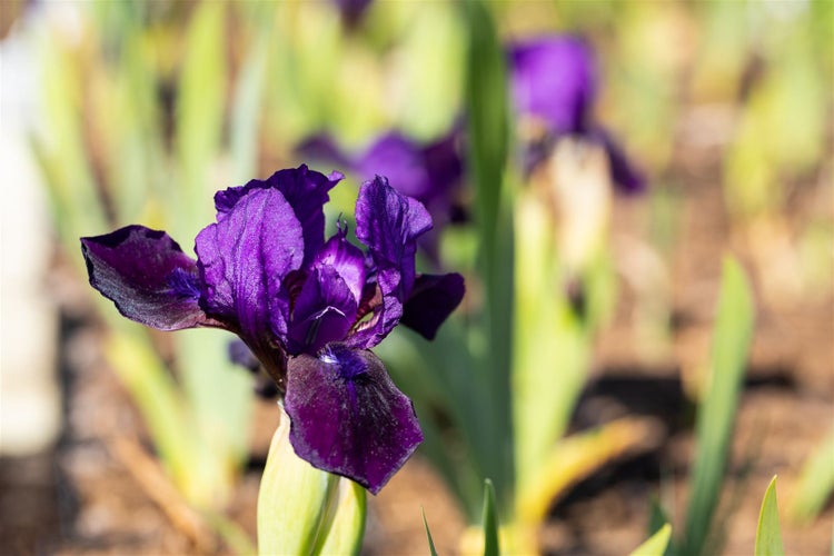 Nahaufnahme einer lila Irisblüte im Garten.