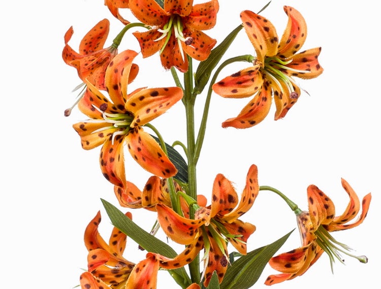 Detailansicht eines grünen Blattes und einer orangefarbenen gepunkteten Lilie.
