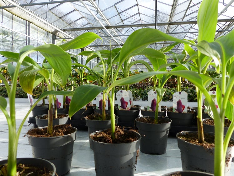 Mehrere junge Bananenpflanzen in grauen Kunststofftöpfen in einem hellen Gewächshaus mit Glasdach und Metallkonstruktion.