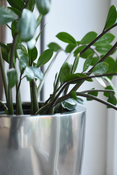 Zamioculcas Glücksfeder Zimmerpflanze in einem silbernen glänzenden Übertopf.