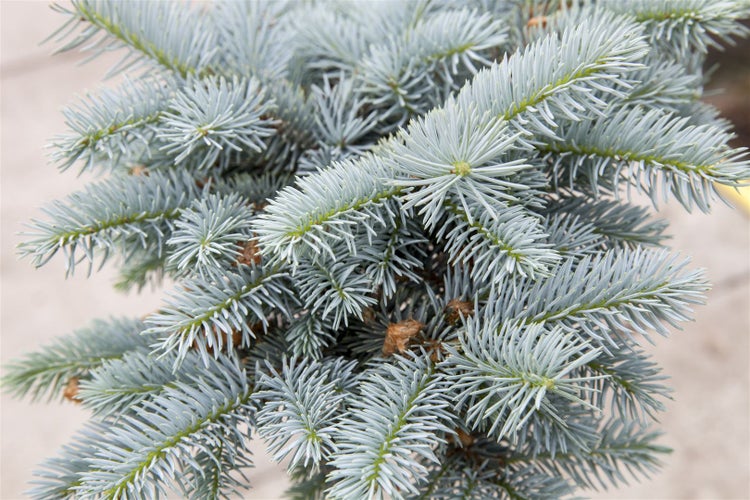 Picea pungens 'Glauca Globosa', Blautanne, kompakt, 25–30 cm