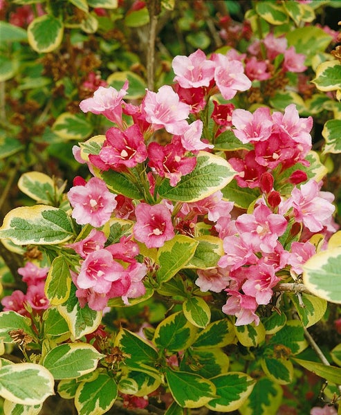 Weigela florida 'Magical Rainbow', Weigelie, buntes Laub, 30–40 cm