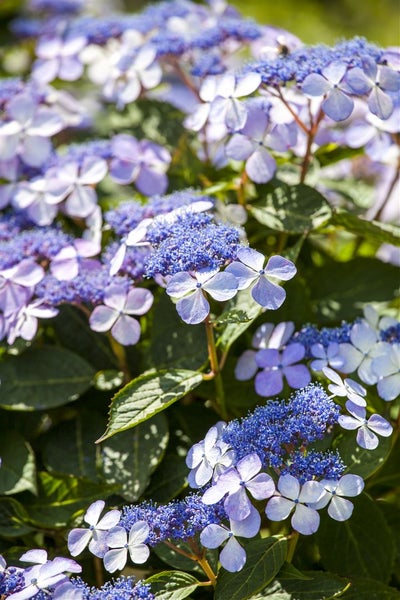 Hydrangea macrophylla 'Bodensee', Hortensie, blau, 40–60 cm