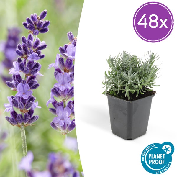 Lavendel im 48er-Pack, junge Pflanze im Kunststofftopf, On the way to PlanetProof zertifiziert.