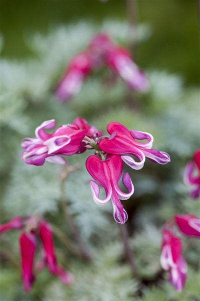 Blutendes Herz Blume im Detail