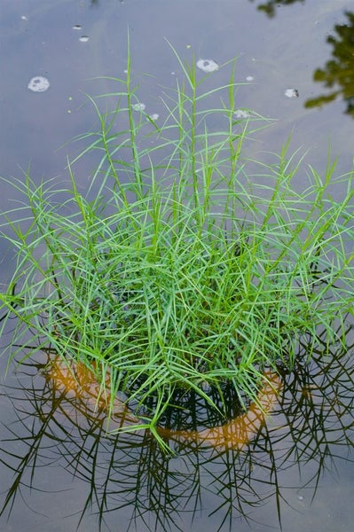 Carex muskingumensis, Palmwedel-Segge, ca. 9x9 cm Topf