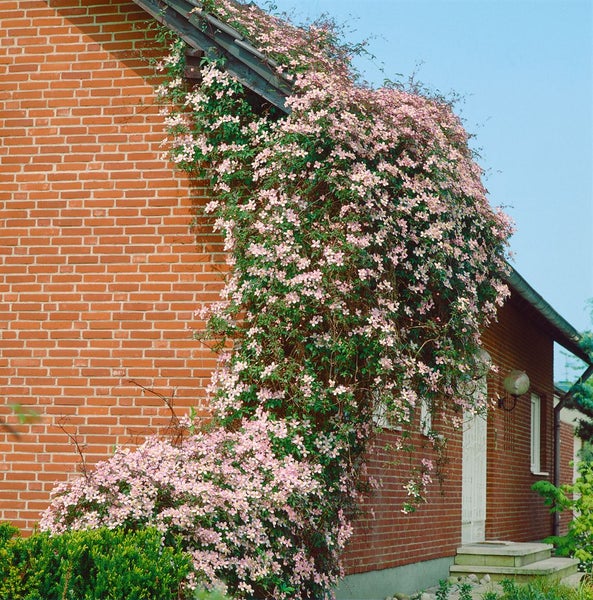 Hauswand mit blühender Clematis