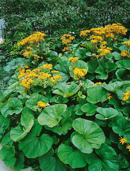Pflanzen mit großen grünen Blättern und gelben Blüten