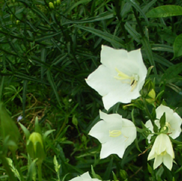 Glockenblumen mit weißen Blüten im Garten