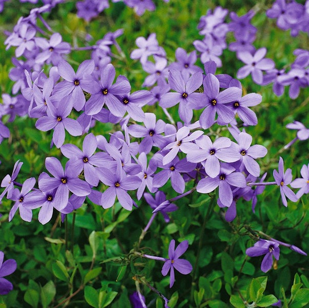 Bodendecker-Phlox mit violetten Blüten