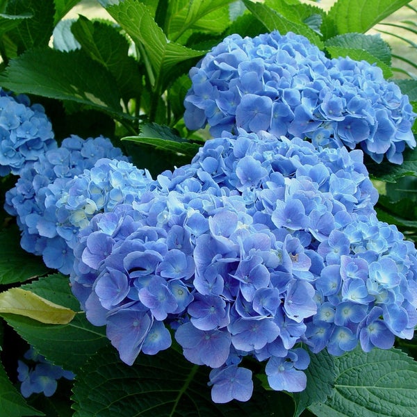Nahaufnahme von blauen Hortensienblüten mit grünen Blättern