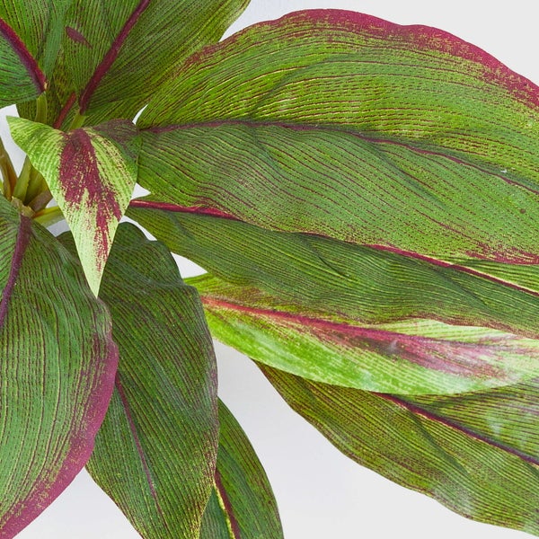 Nahaufnahme einer Zimmerpflanze mit großen, grün-rot gemusterten Blättern und ausgeprägter Aderung.