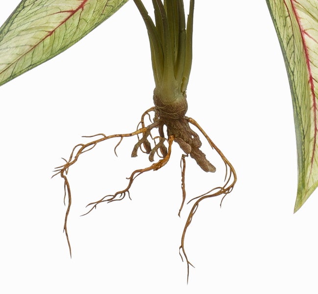 Detailansicht der Wurzeln und des Stängelansatzes einer Pflanze.