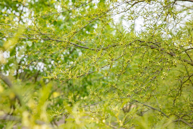 Alnus glutinosa 'Imperialis', Schwarzerle, 80 cm Stammhöhe