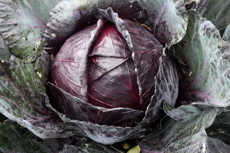 SAFLAX  - BIO - Rotkohl - Red Drumhead - Brassica oleracea var. capitata - 250 Samen