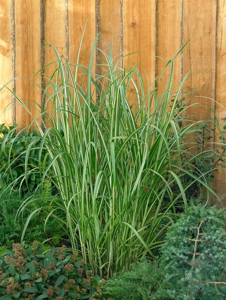Chinaschilf Pflanze im Gartenbeet vor Holzzaun