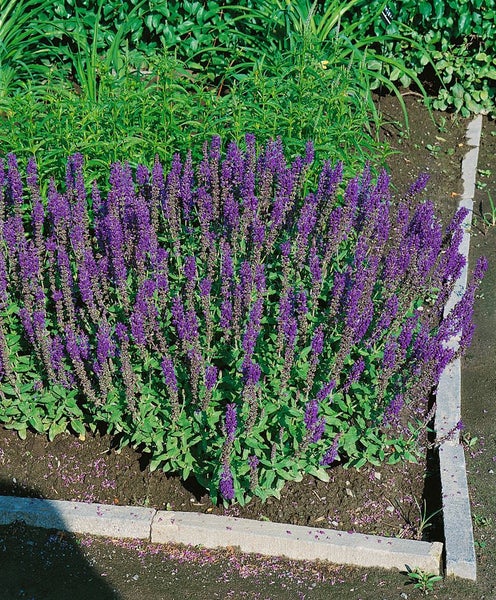 Salvia nemorosa 'Blaukönigin', Steppensalbei, blau, ca. 9x9 cm Topf