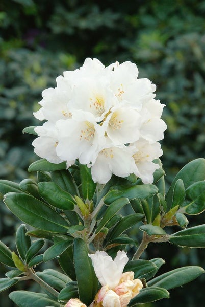 Rhododendron yakushimanum 'Schneekissen', weiß, 30–40 cm