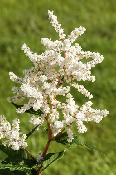 Astilbe japonica 'Deutschland', Prachtspiere, weiß, ca. 9x9 cm Topf